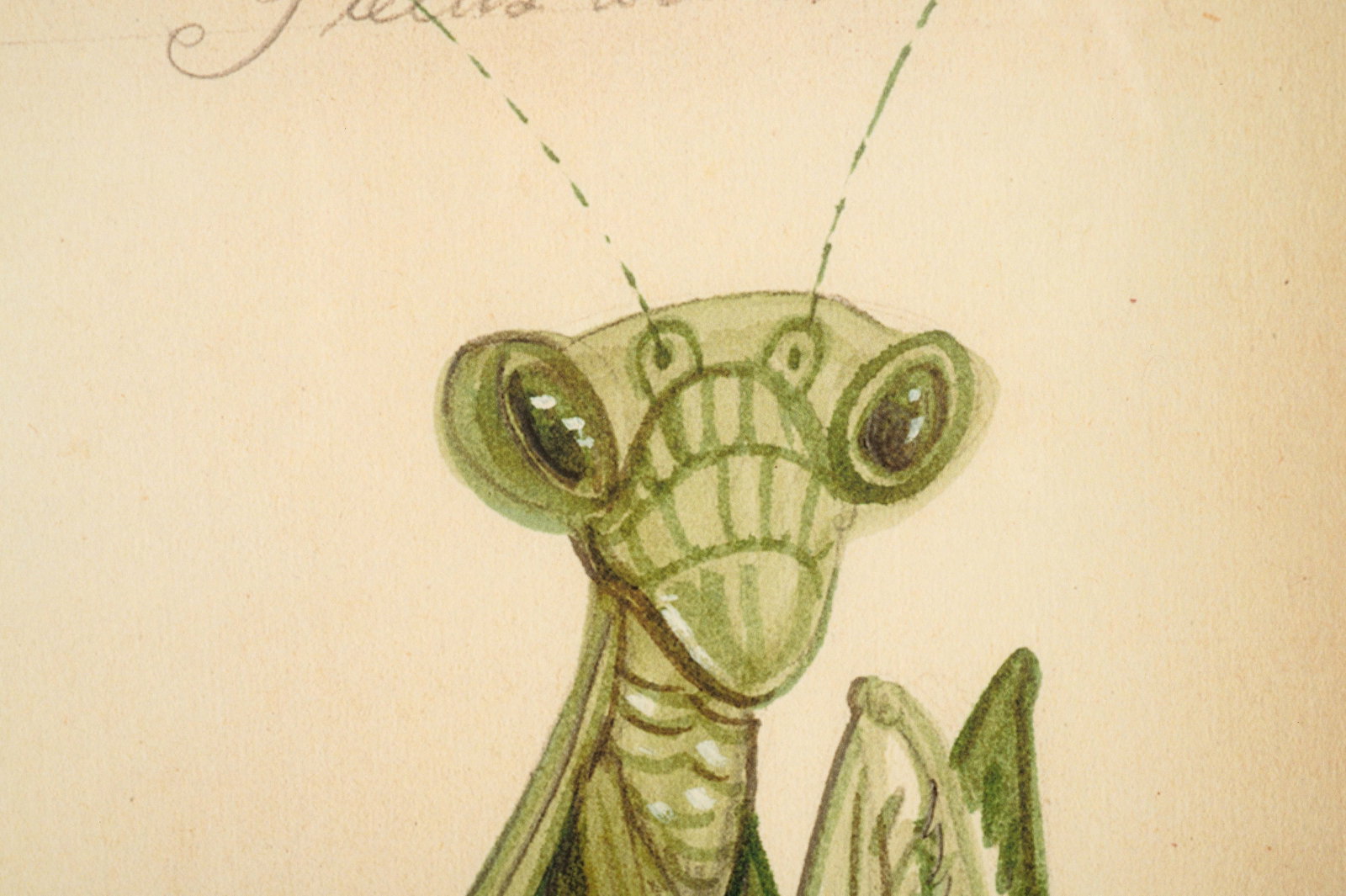 Six Kolene Spicher Insect Prints, Signed. - 20