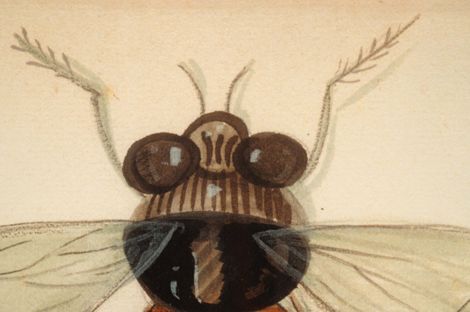 Six Kolene Spicher Insect Prints, Signed. - 6