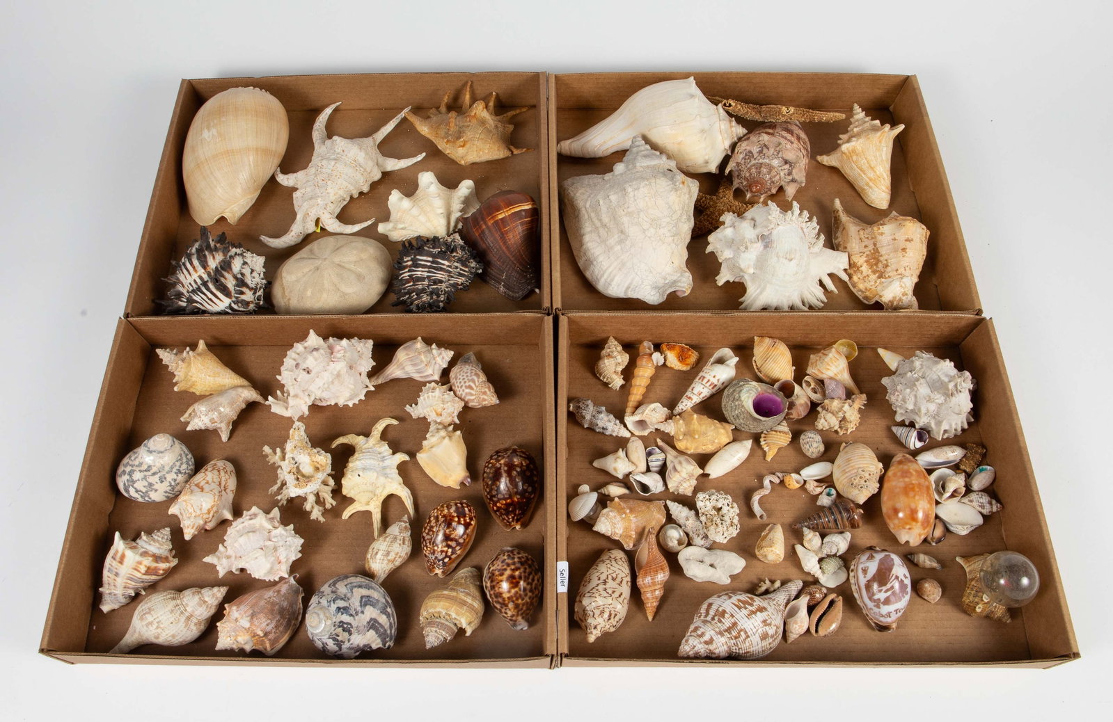Lot of Seashells, Coral, & Starfish - Up to 7".: The lot contains over 85 items. Some of the specimens included are Cymbiola Vespertilio, Humpback Cowries, Lambis, Magpie, Fasciolaria Tulipa, Chicoreus Ramosus, Murex, Sea Biscuit, and more. One shel