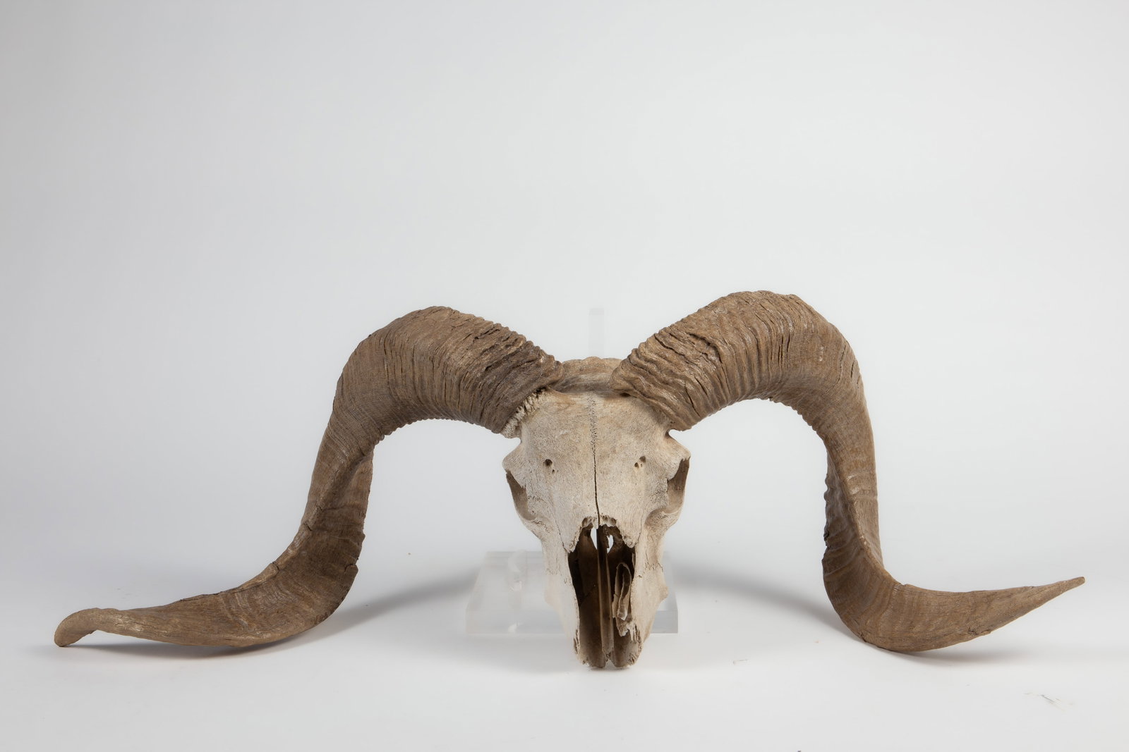 Ram Skull with Horns. - 2