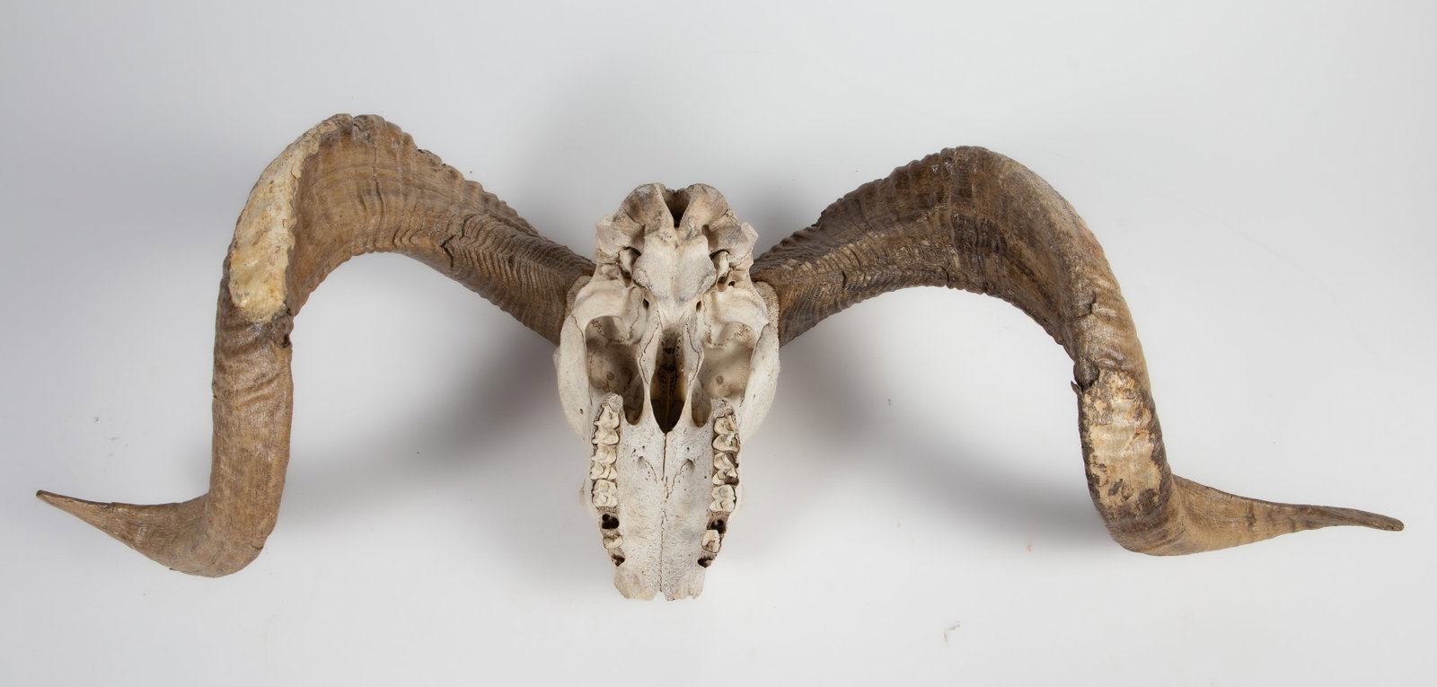 Ram Skull with Horns. - 3