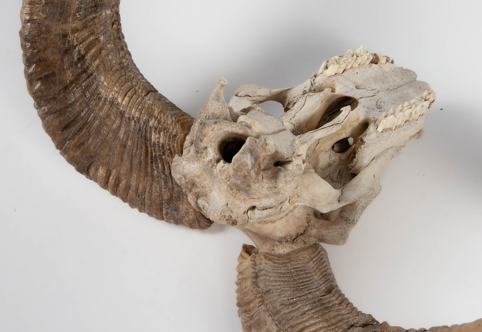 Ram Skull with Horns. - 4