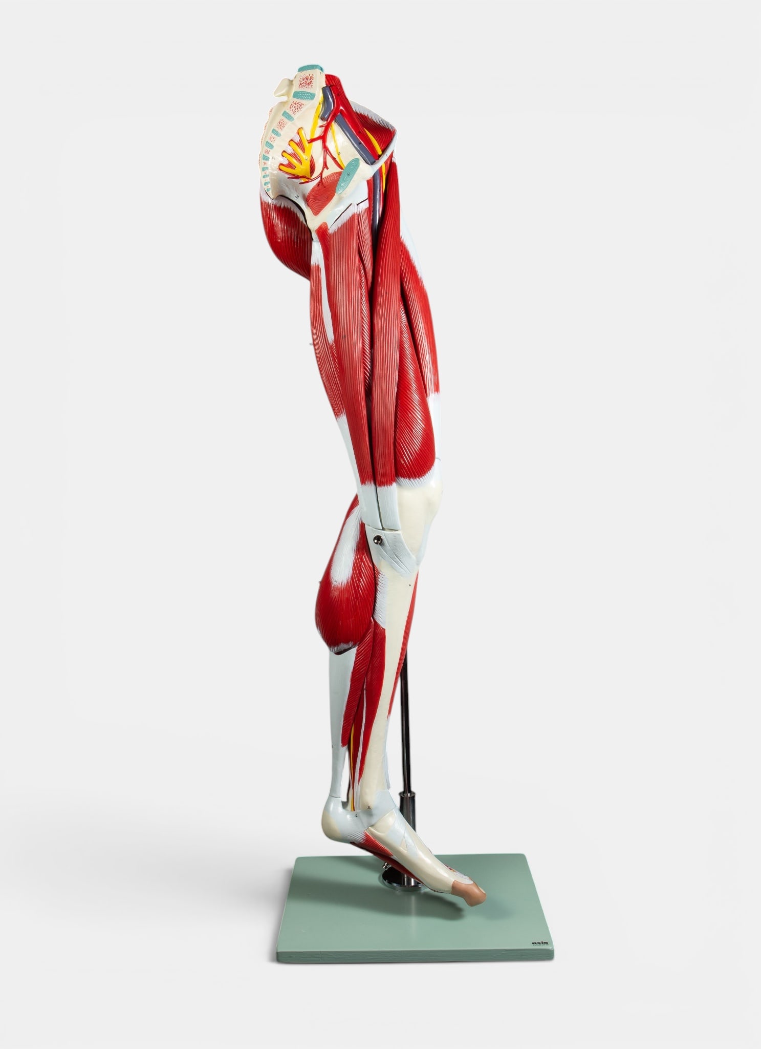 Life-Size Anatomical Left Leg Muscle Model.: The anatomical model by Axis Scientific is on a mint green base, and is held up by a metal rod. It measures 44 1/2" tall, 13 7/8" wide, and 11 1/8" deep. It is missing one nut on the back, and there a