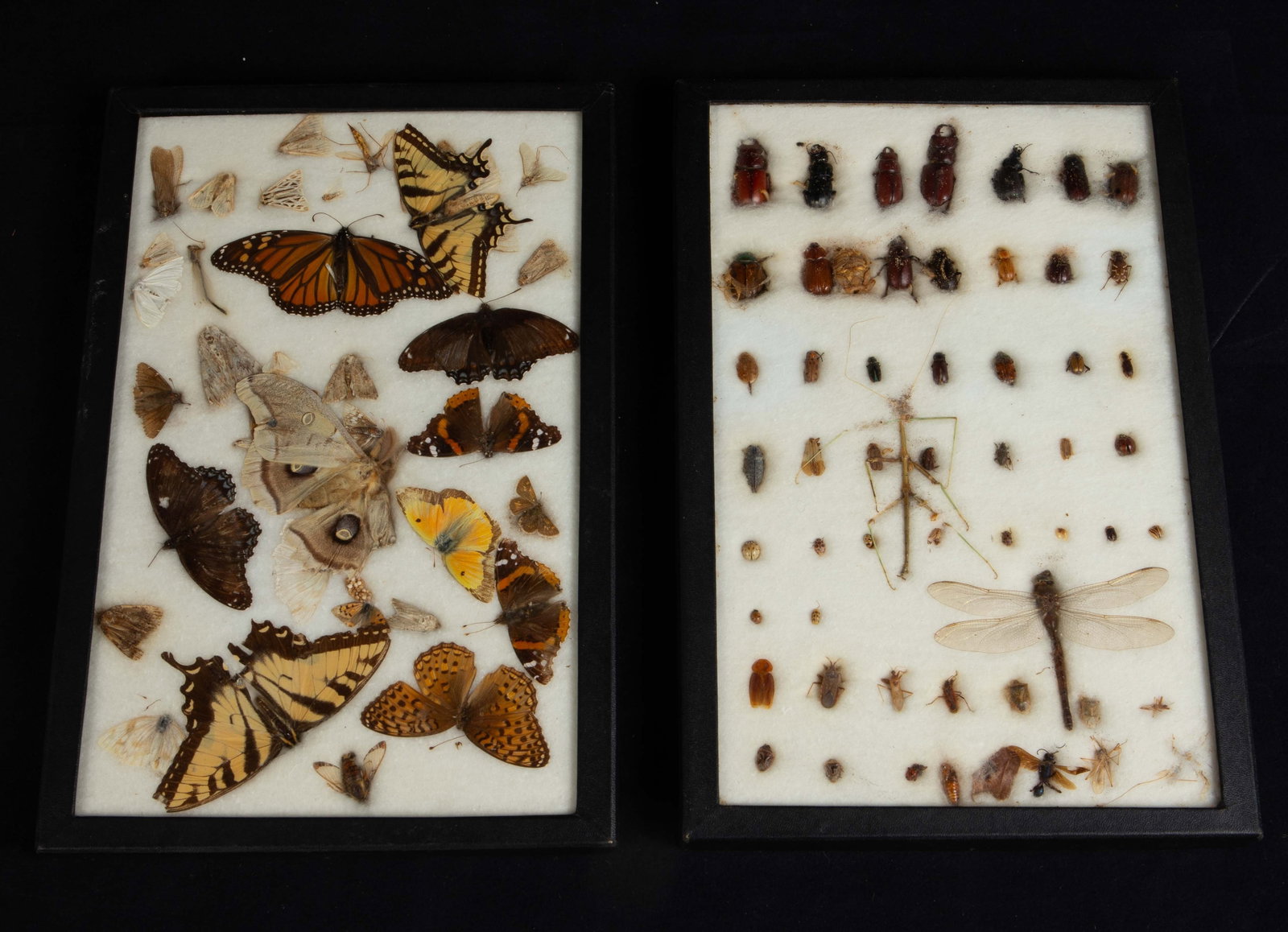 Collection of Taxidermy Butterflies, Beetles, Bugs: The cases are included. Some insects are in better condition than others, but overall, the lot looks to be in fair to good condition. The cases each measure 12 1/8" x 8 1/8" x 3/4". In-house shipping