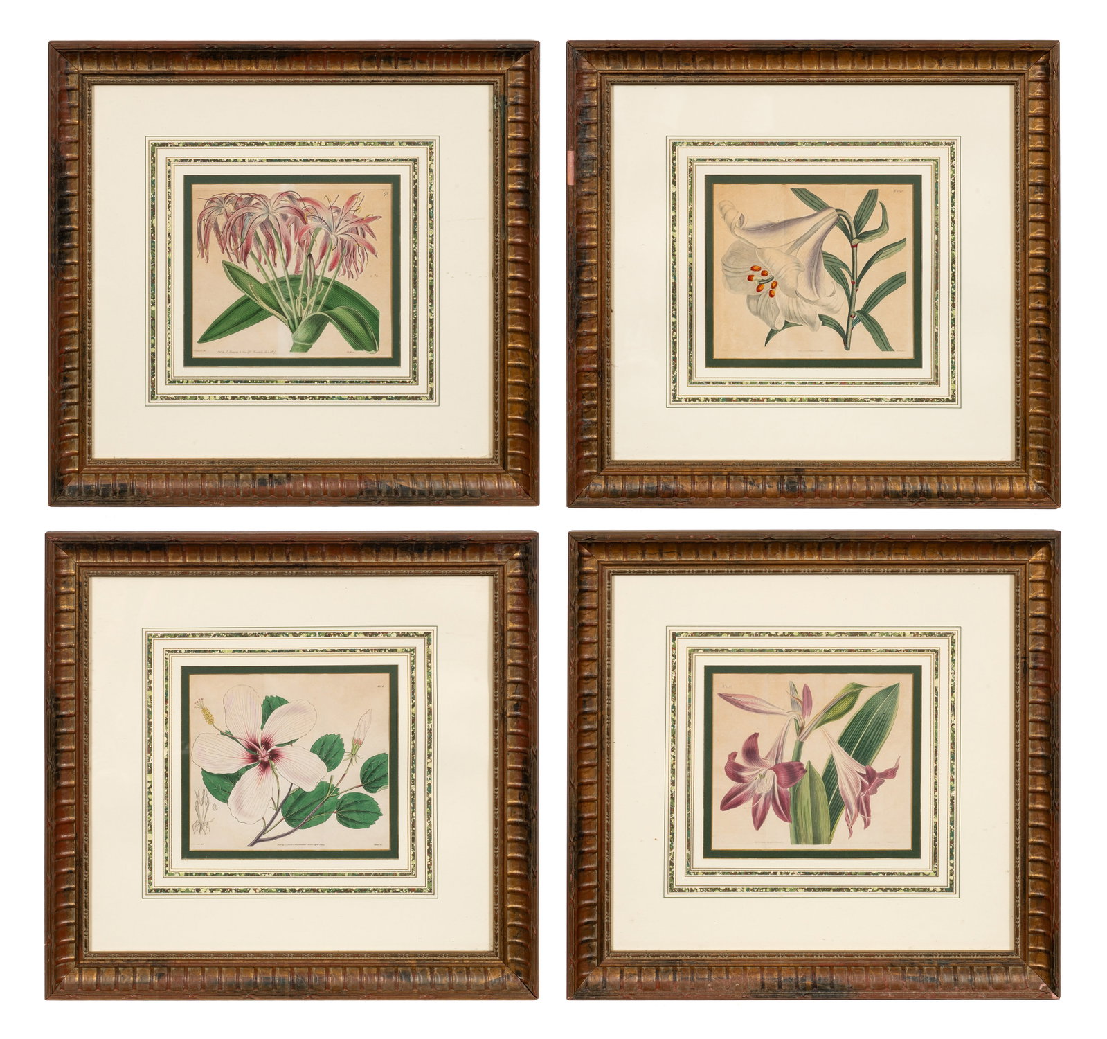 19th C. Botanical Engravings - Curtis & Edwards. (1 of 20)