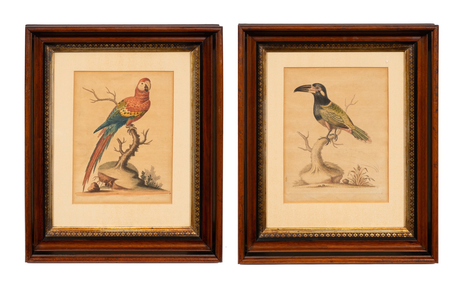 Antique Ornithological Engravings, George Edwards. (1 of 10)