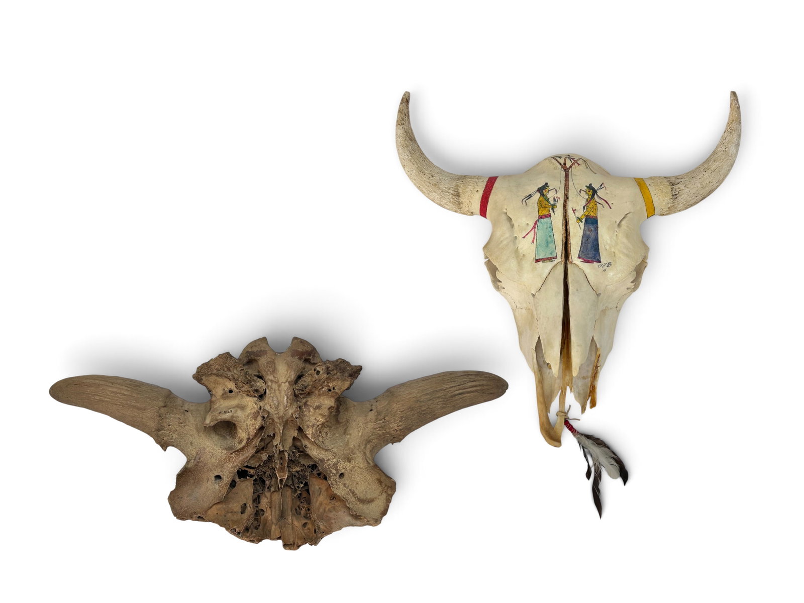Lot of 2 Bison Skulls, inc. Randy Lee White.: The painted bison/ buffalo skull is signed, "R. Lee White 80". The skull has some damage by the mouth or chin area. Overall, it still presents well. It measures 25" x 8 1/2" x 28". The other partial s