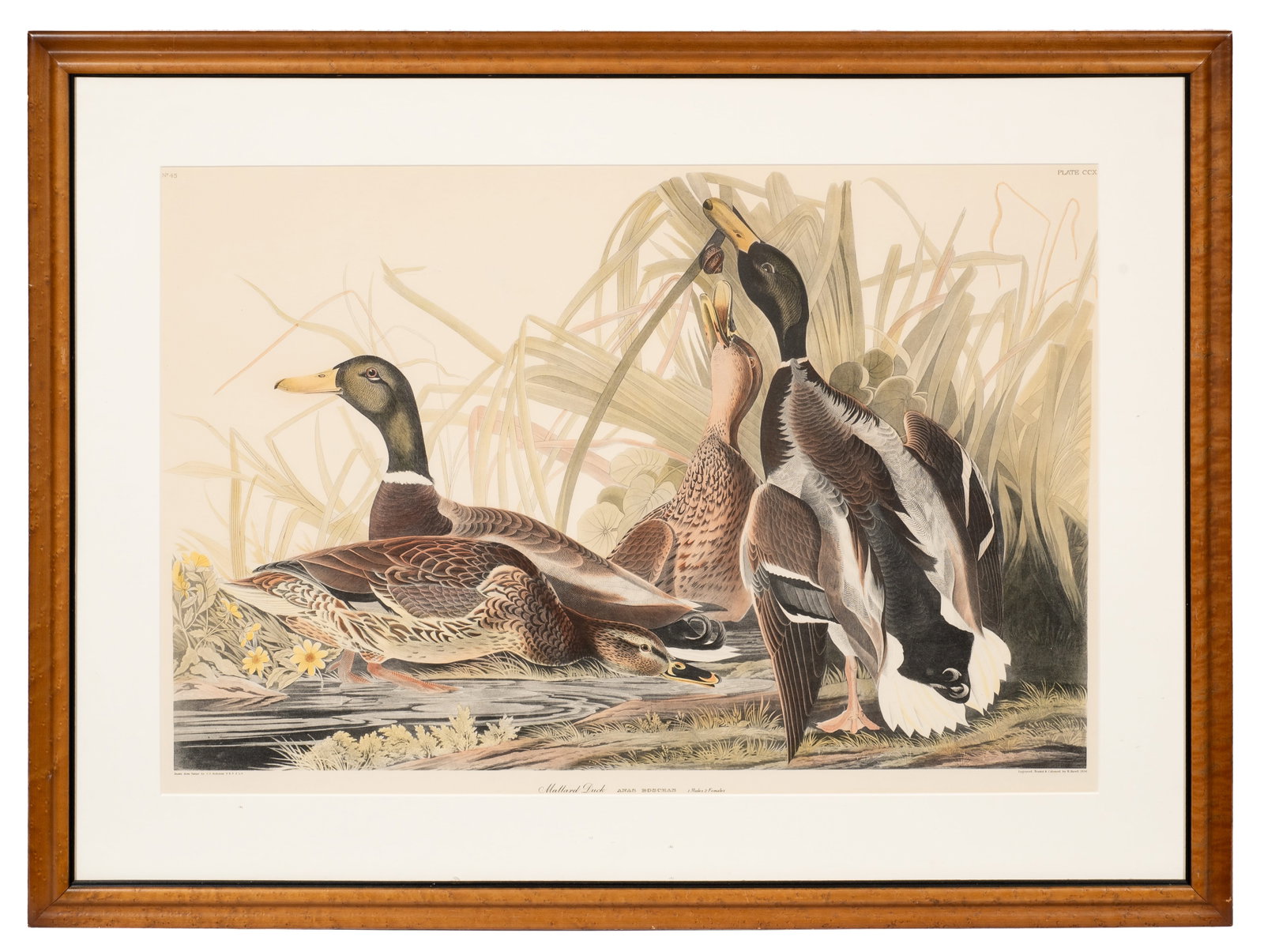 Mallard Duck Print, Havell Edition After Audubon.: This lot contains a hand-colored Havell edition engraving after J. J. Audubon: No. 45, Plate CCX - Mallard Duck / Anas Boschas. Paperwork/Provenance: N/A Condition: Minor toning to the sheet. Scratche