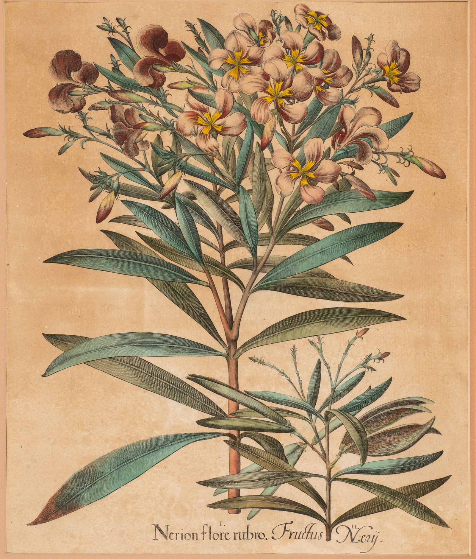 Antique Botanical Engraving, Basilius Besler.: This lot contains a hand-colored Basilius Besler engraving from Hortus Eystettensis. It depict a Red Oleander plant with its fruit (I. Nerion flore rubro II. Fructus Nerij). Paperwork/Provenance: N/A 