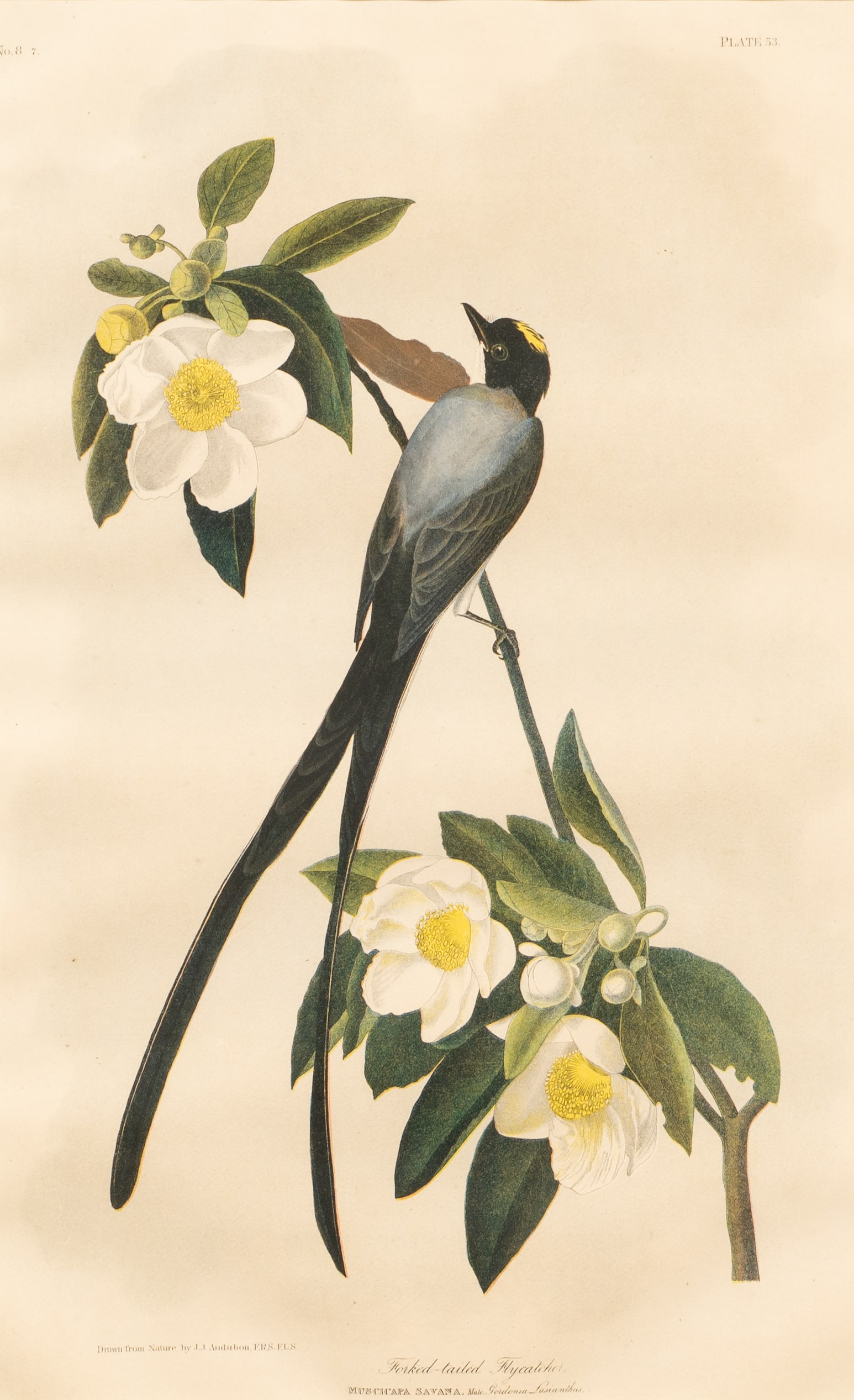 Fork-Tailed Flycatcher, Audubon Lithograph.: This lot contains a John James Audubon (after) lithograph in colors of a Fork-tailed Flycatcher Paperwork/Provenance: N/A Condition: There is a tear lower left, and rippling to the sheet, as well as s