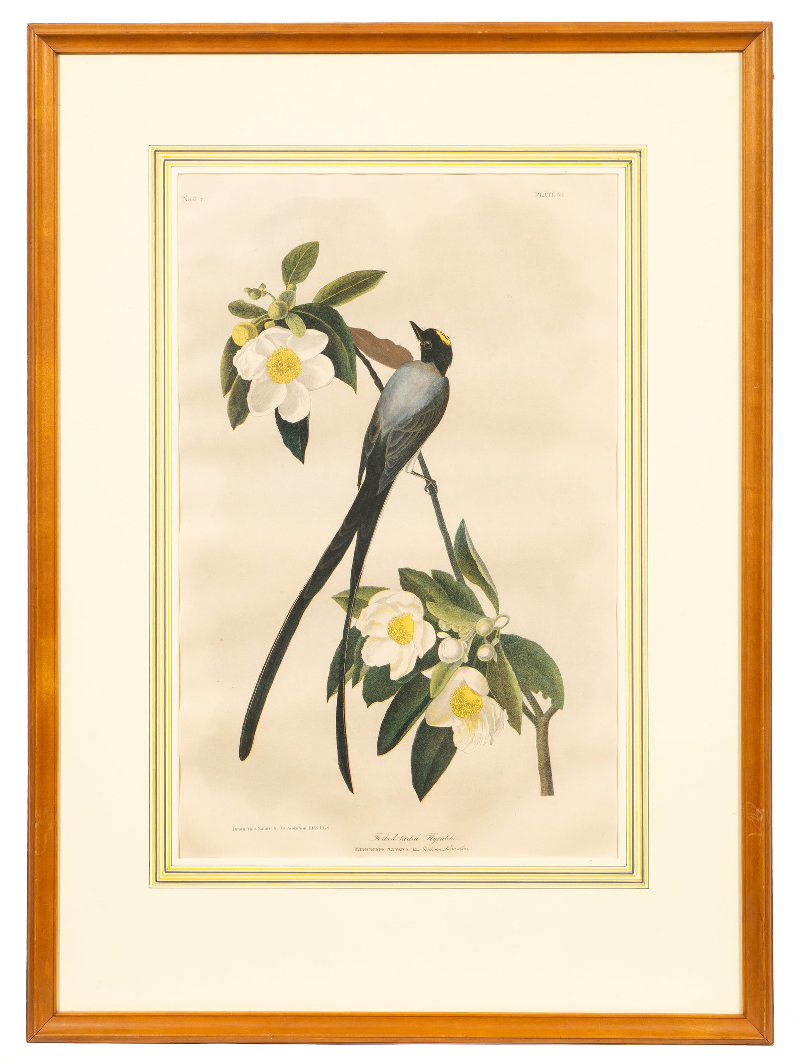 Fork-Tailed Flycatcher, Audubon Lithograph. - 2