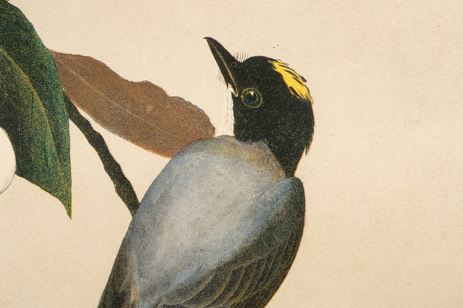 Fork-Tailed Flycatcher, Audubon Lithograph. - 3