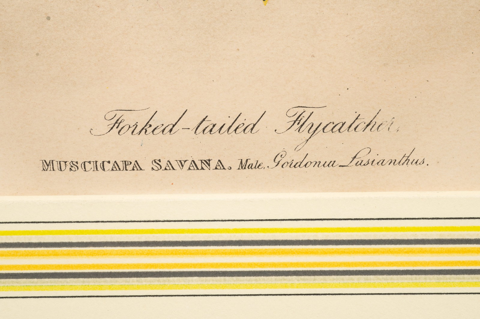 Fork-Tailed Flycatcher, Audubon Lithograph. - 4