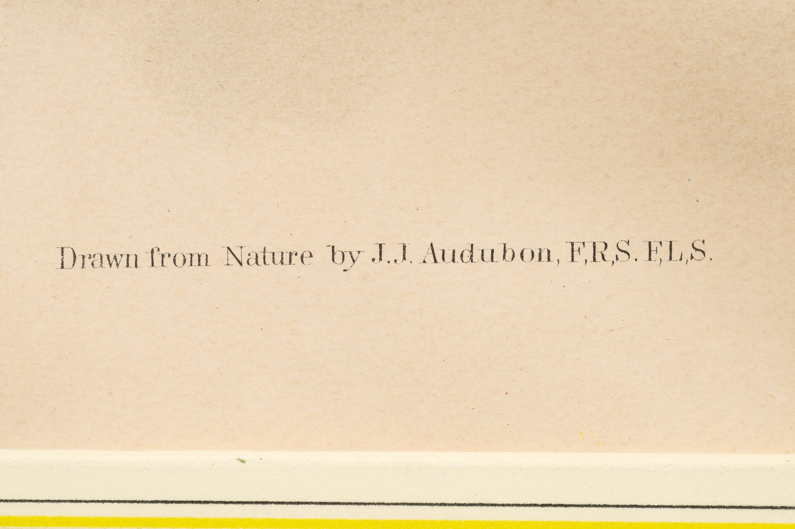 Fork-Tailed Flycatcher, Audubon Lithograph. - 5