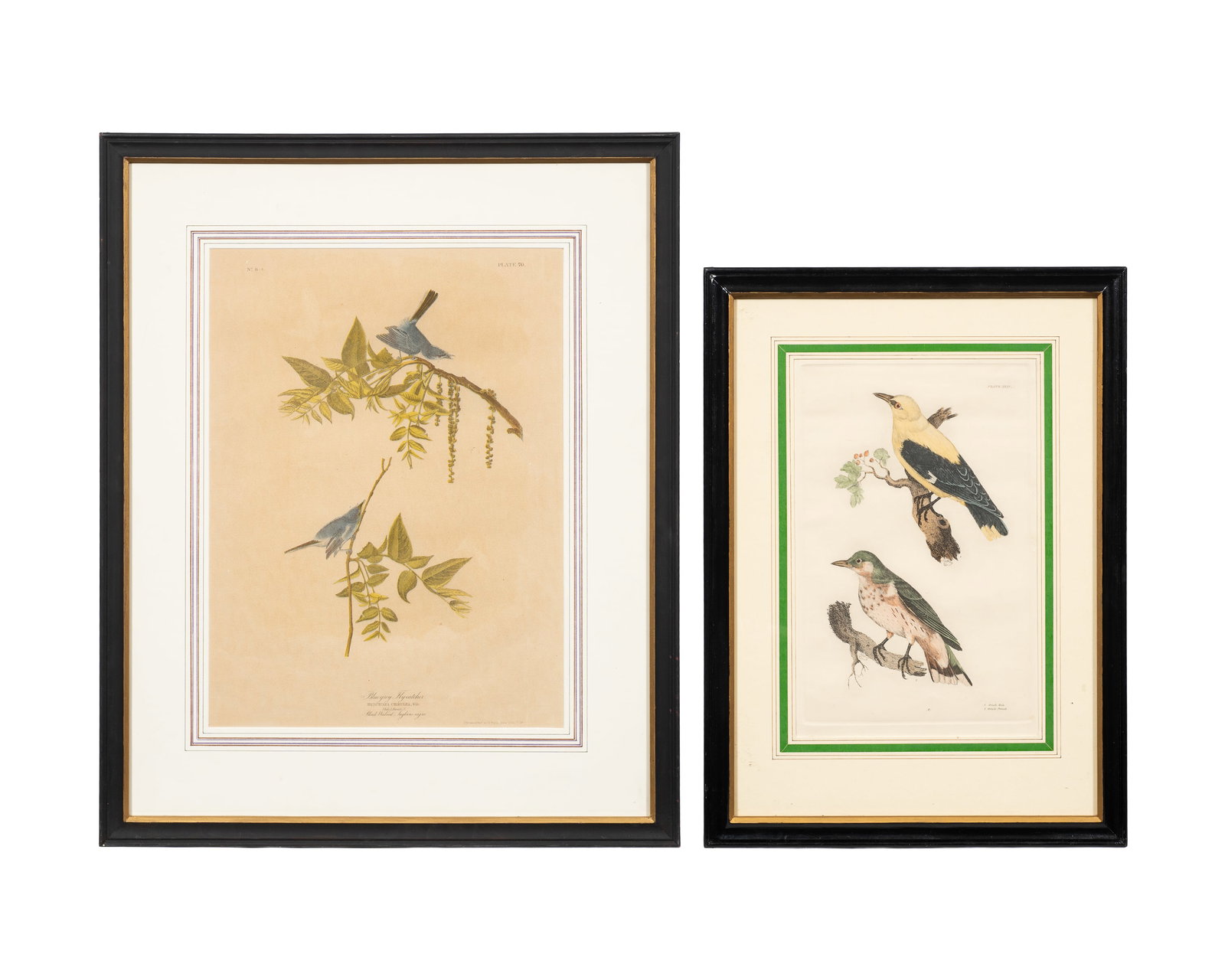 Two Ornithological Prints - Bien Ed. & John Selby.: This lot contains "Blue-grey Flycatcher", an audubon Bien edition lithograph, and a hand-colored Prideaux John Selby engraving of Orioles (Plate XXXV). Paperwork/Provenance: N/A Condition: There is to