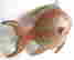 item-117719060=2
