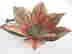 item-130730493=4