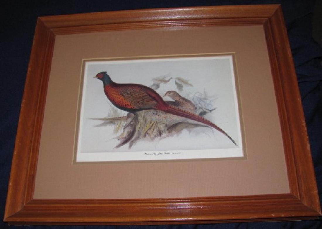 John Gould Pheasant Print (1 of 4)
