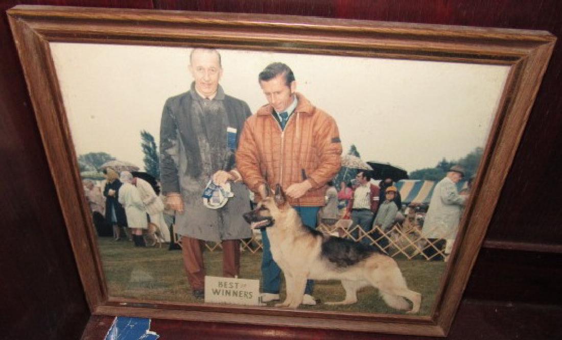 German Shephard Dog Show Photos & Plaque (1 of 5)
