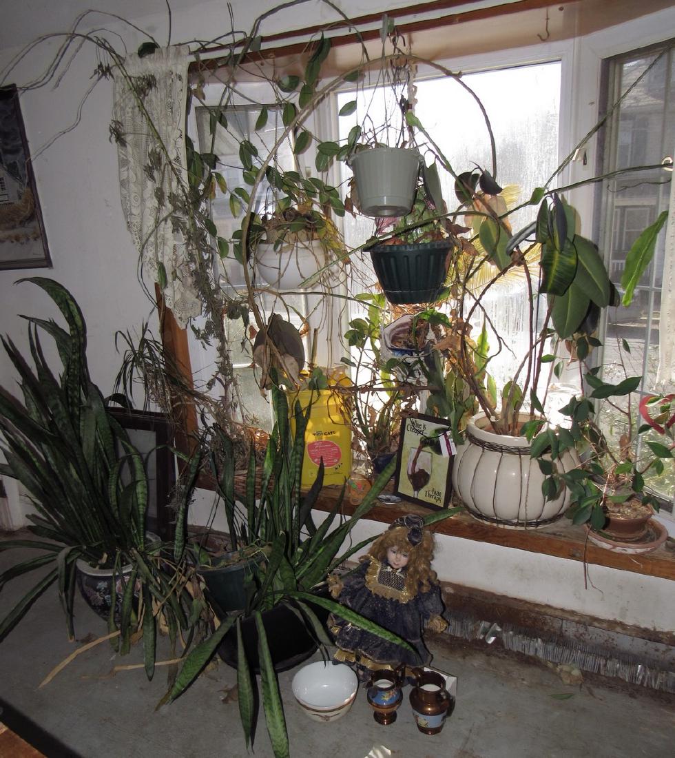 Plants Planters & Misc. (1 of 3)