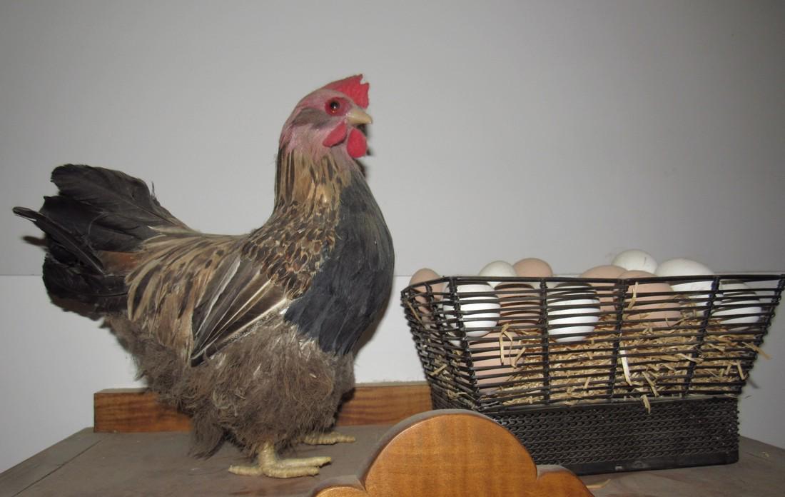 Chicken & Basket of Eggs (1 of 2)