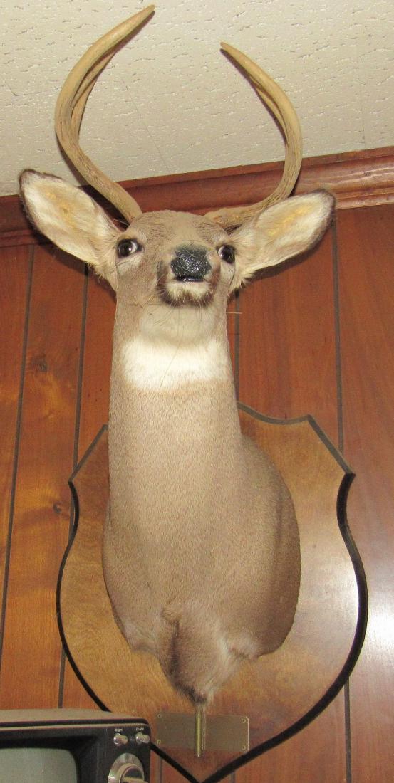 8 Point Whitetail Deer Mount: Needs to be dusted