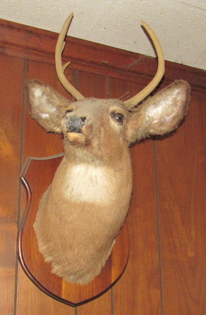 5 Point Whitetail Buck Mount: Shows age