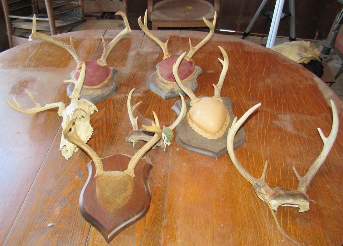 Deer Antlers and Skull: Getting all pictured