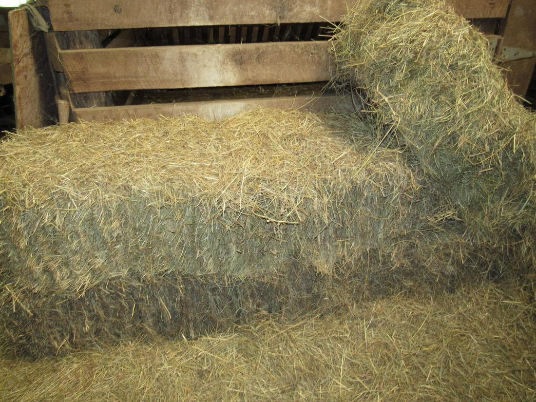 5 Bales of Hay / Bedding: Getting all pictured