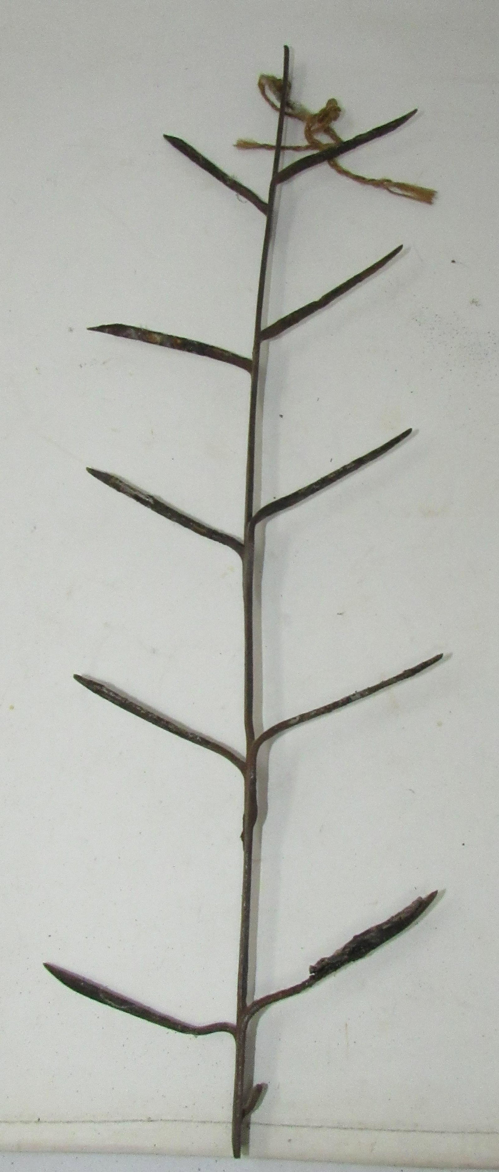 Primitive Corn Dryer: Approx 19" long