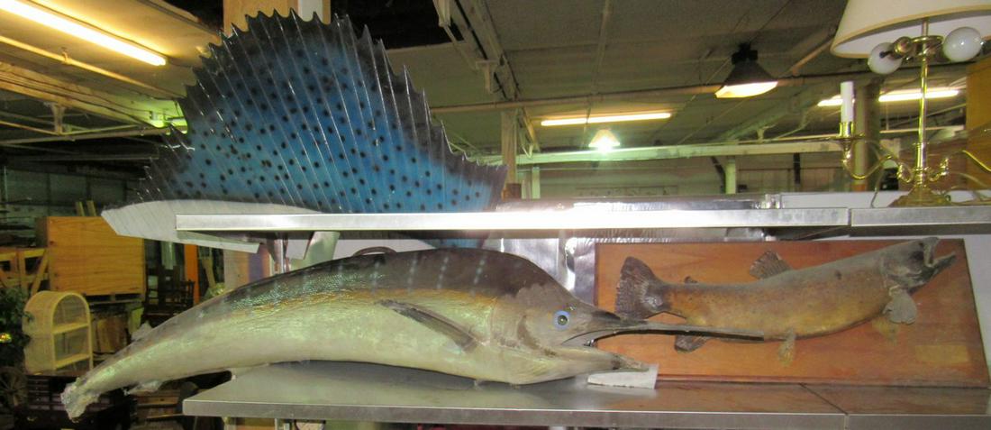Sail Fish and Trout Mounts: Sailfish is approx 67" long.