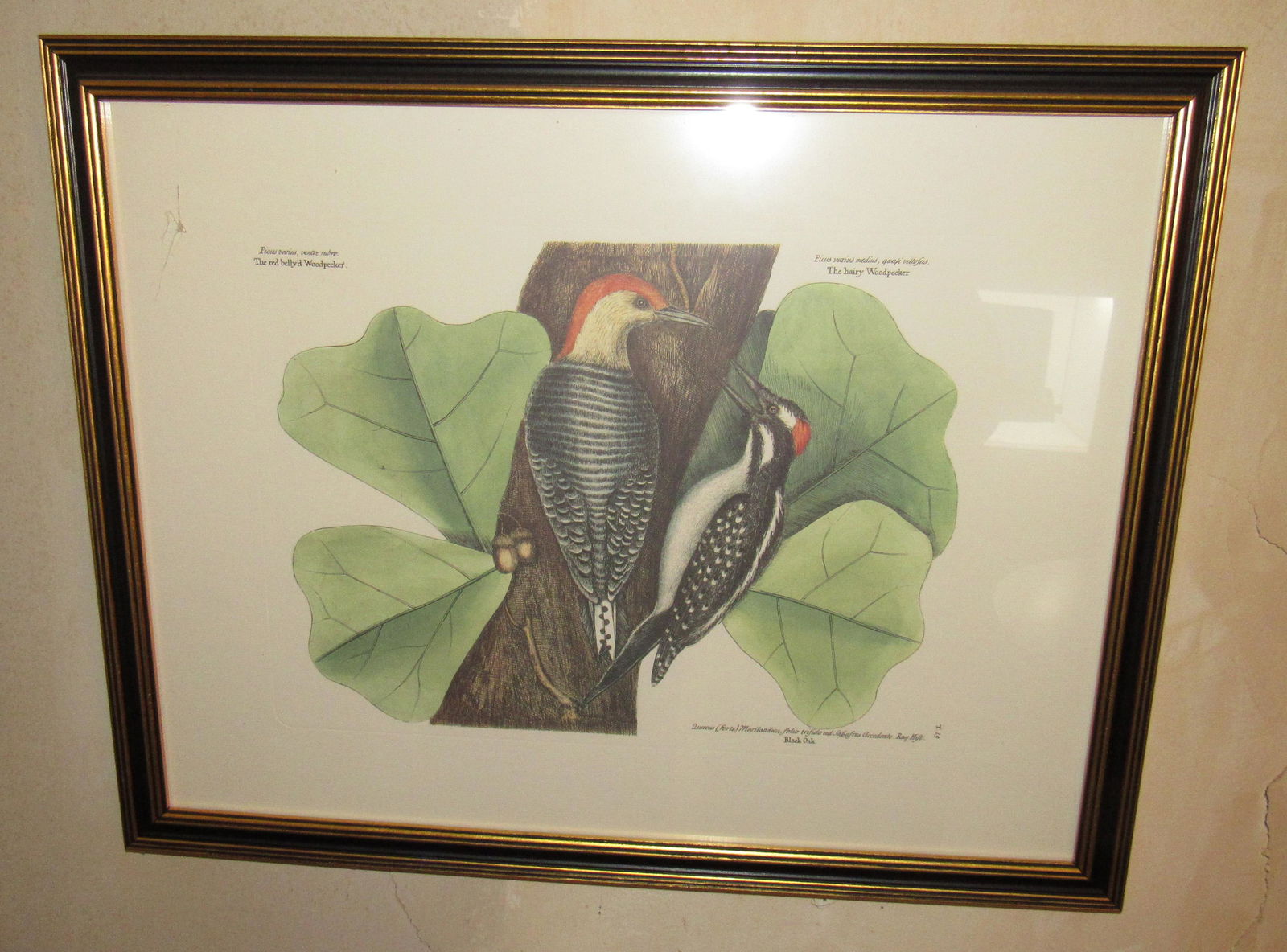 Woodpecker Print (1 of 2)