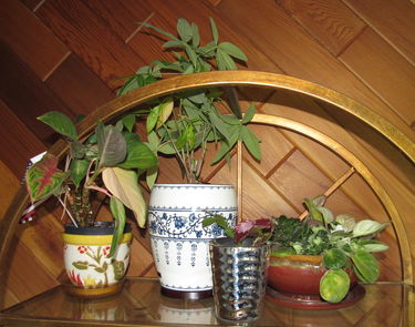 Potted Plants