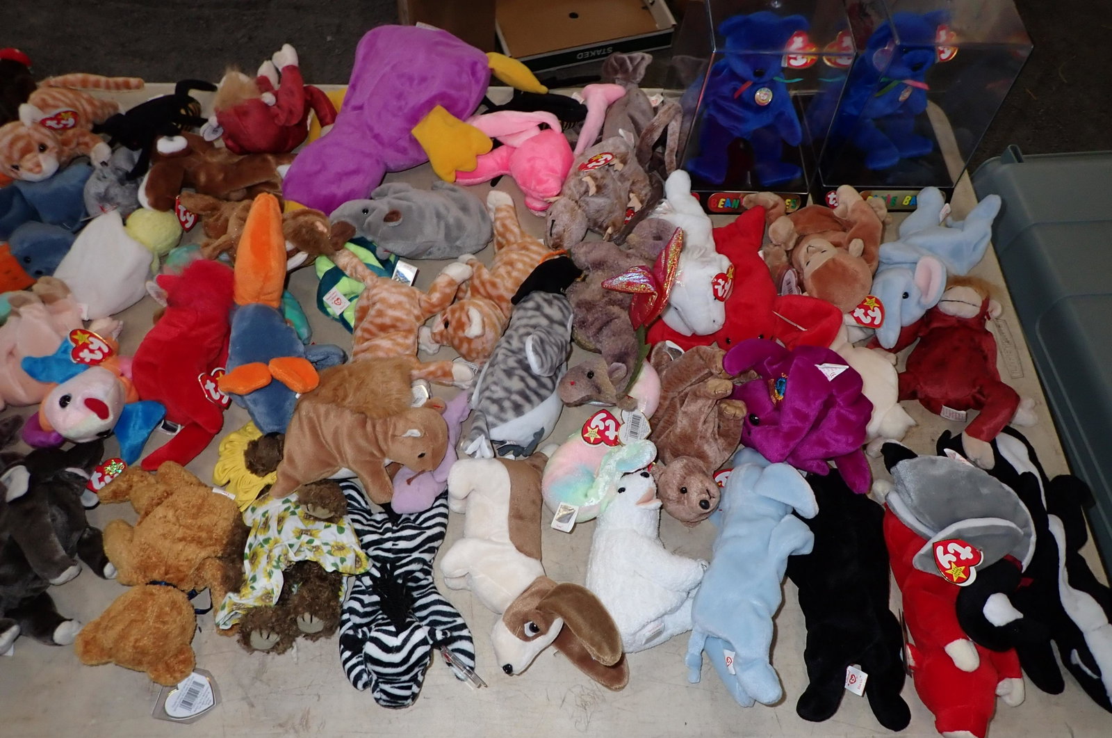 Ty Beanie Babies: Getting all pictured on table