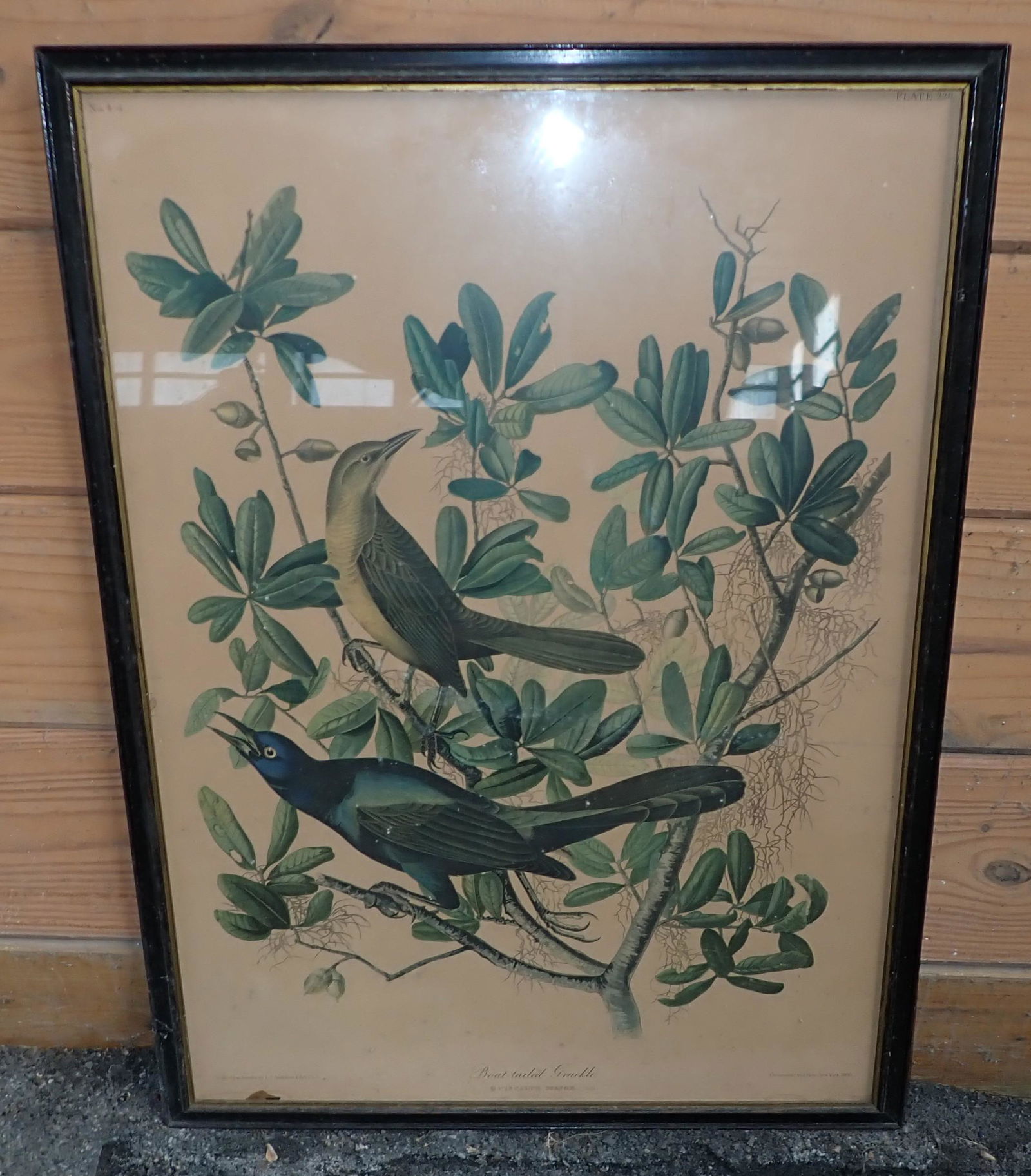 Audubon Litho Boat Tailed Grackle Plate 220 (1 of 5)