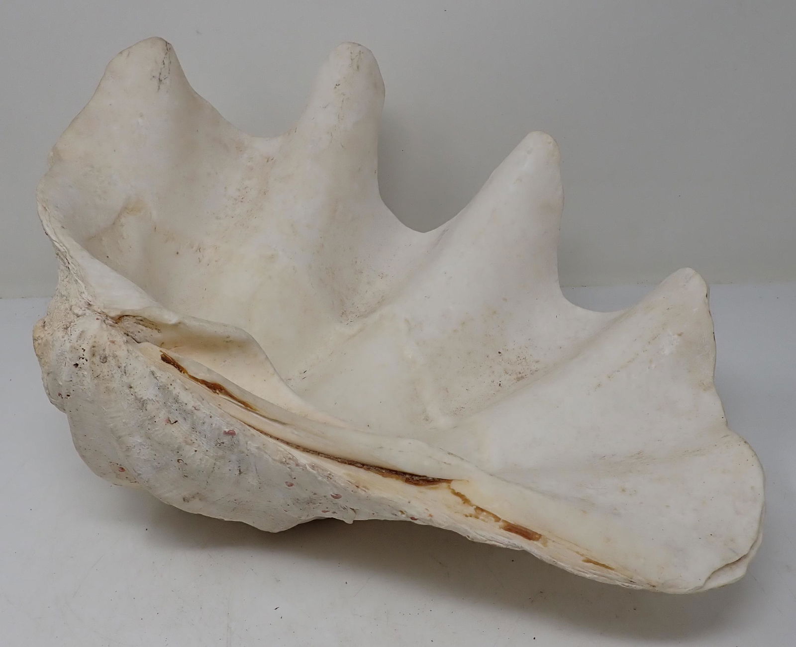 Huge Oyster Shell: Approx 11" x 16 1/2" x 6" tall. This is HEAVY ! Guessing it weighs over 10 pounds !