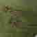 item-110834647=3