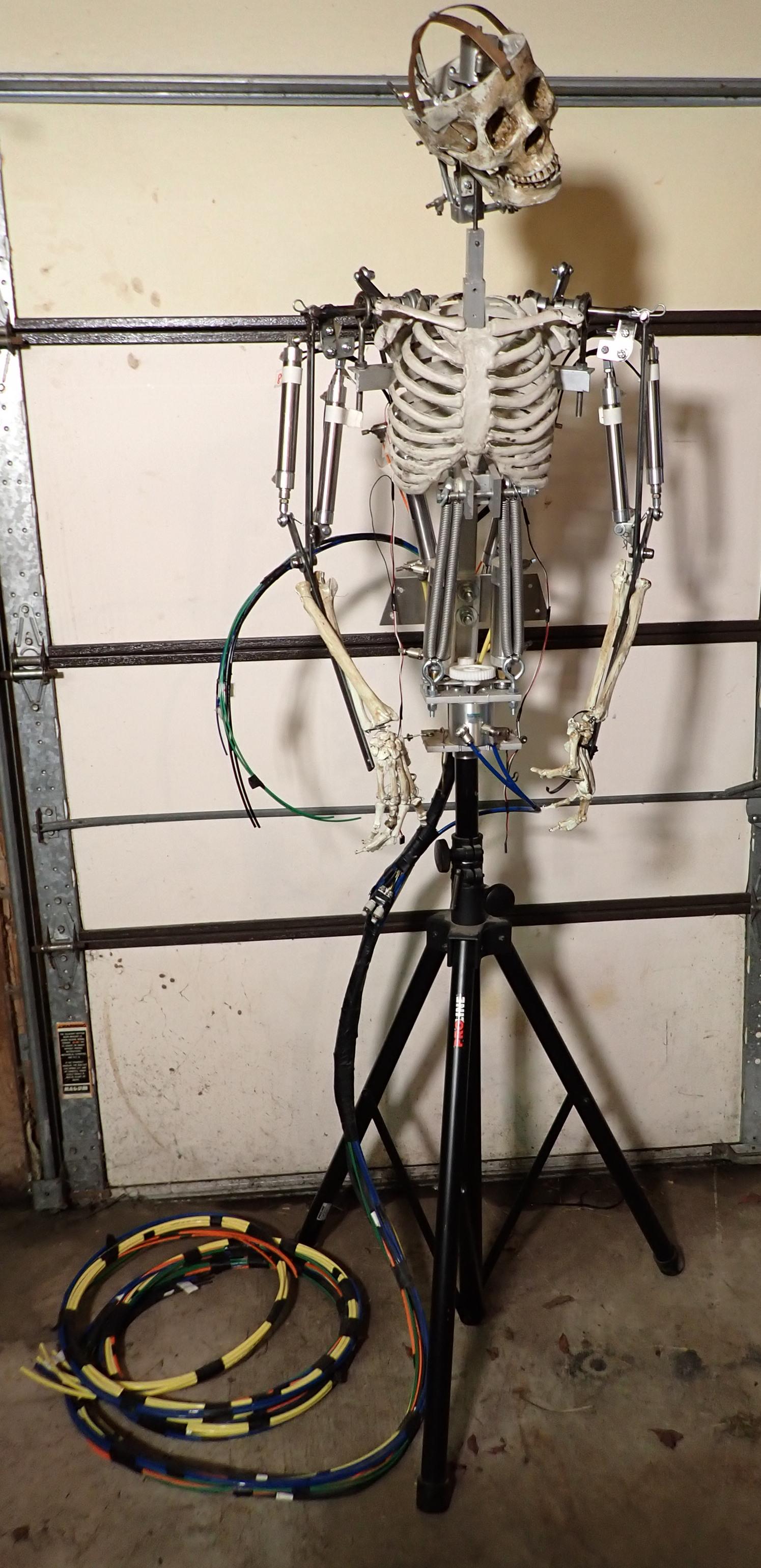 Pneumatic Robotic Skeleton (1 of 16)