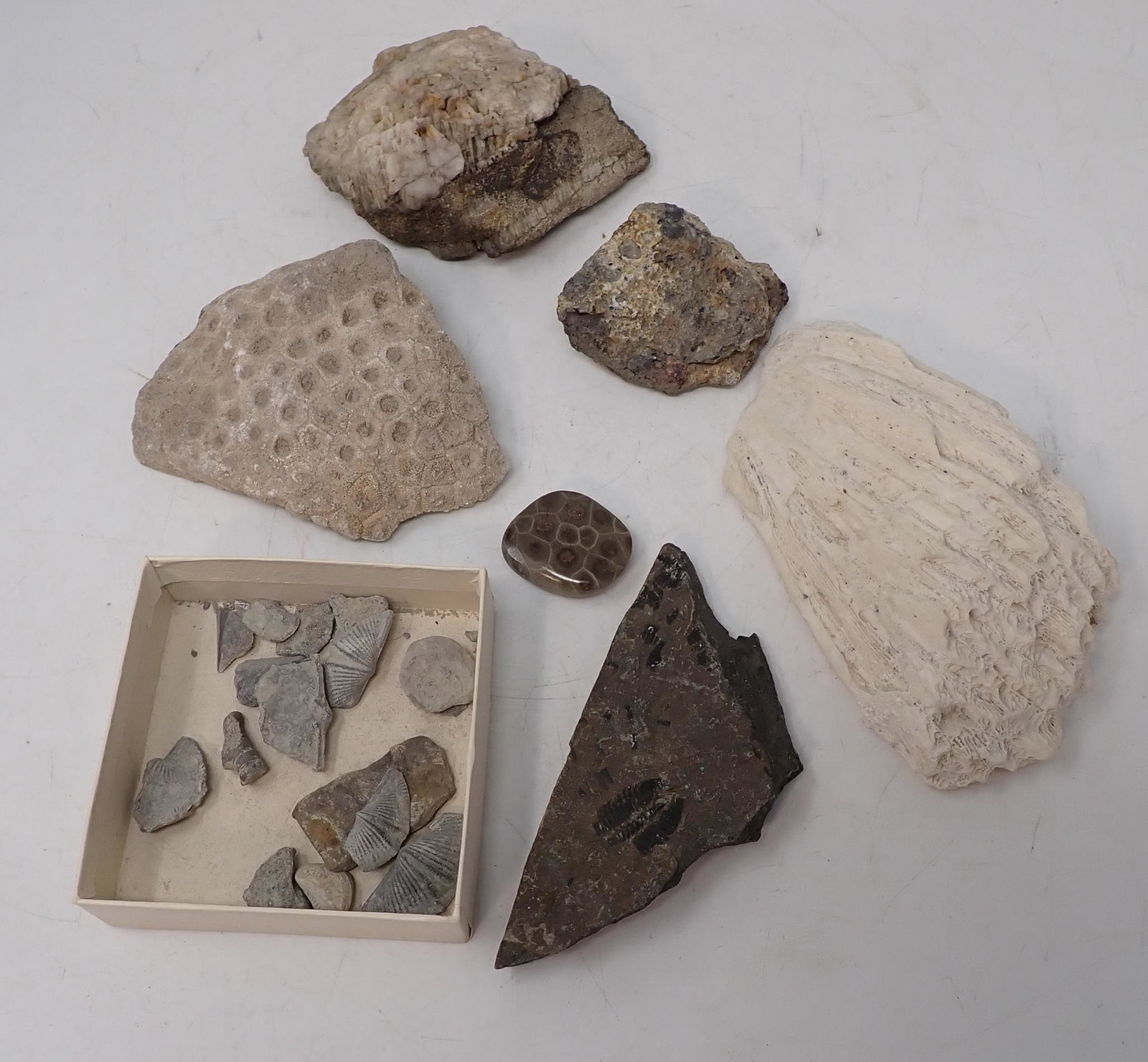 Rocks Minerals Fossils: Getting all pictured