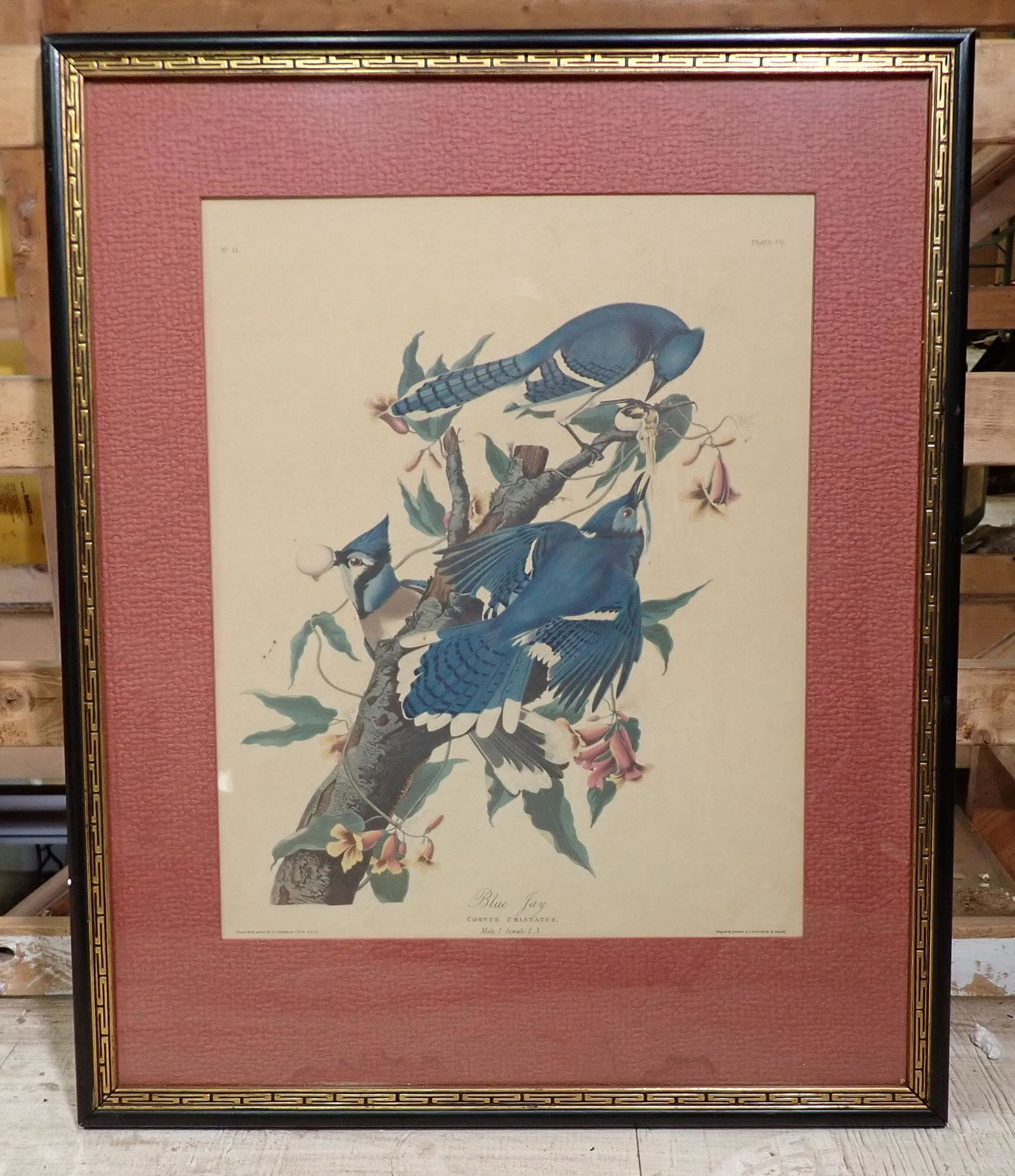 Audubon Blue Jay Engraved by R Havell (1 of 9)