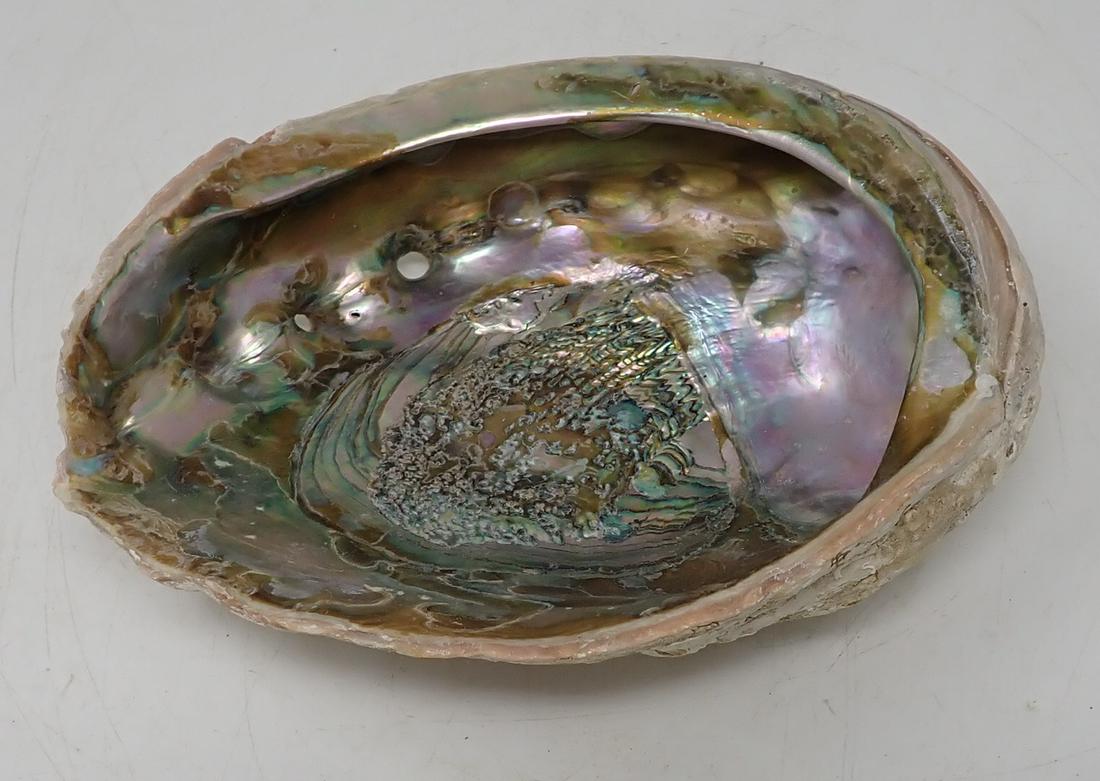 Large Oyster Shell: Apprx 6 1/2" x 8" x 3" tall