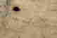 item-131949793=5