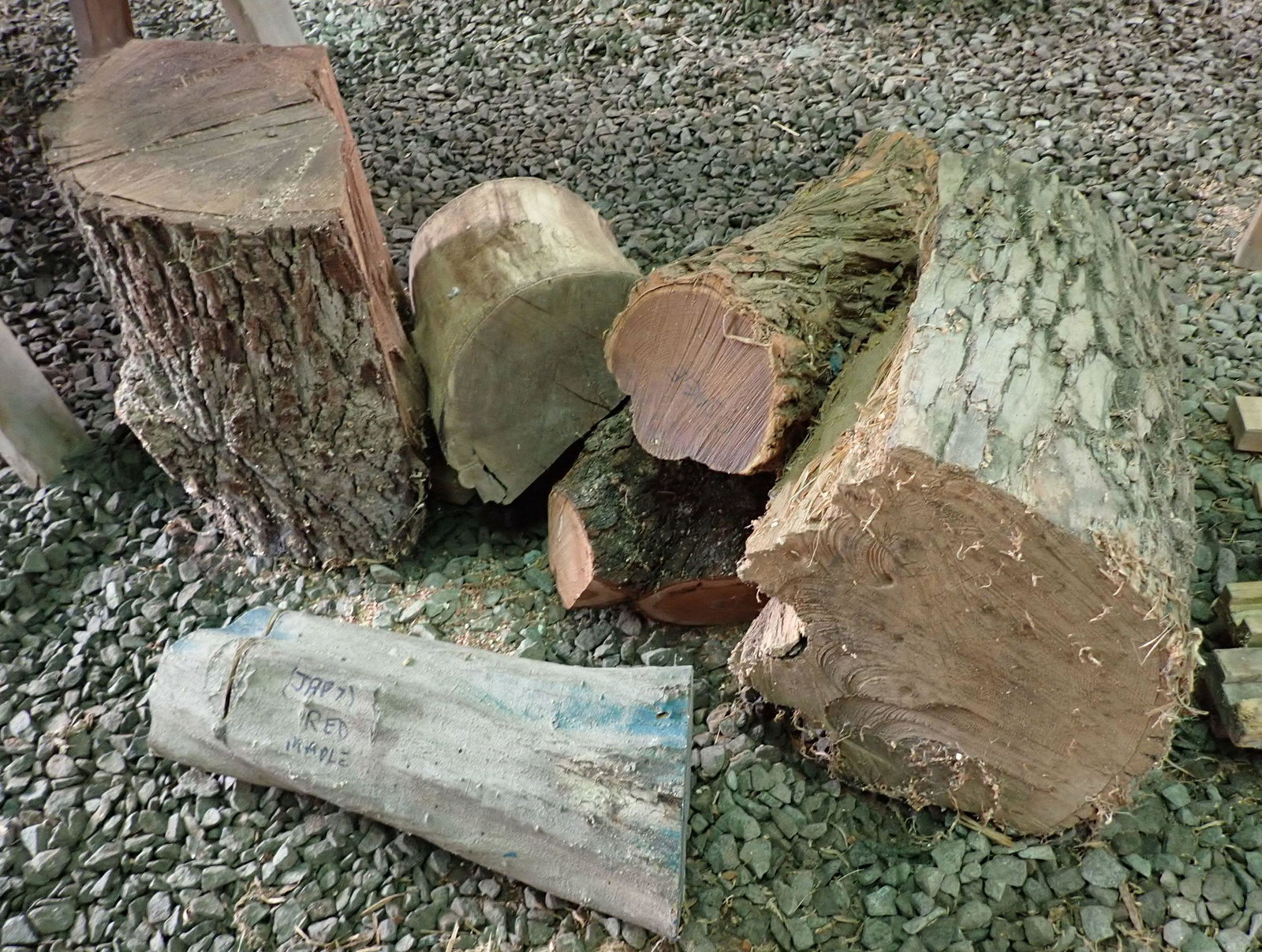 Japanese Maple & Misc Logs: Largest is approx 16" x 14" x 18" long. NO SHIPPING !