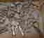 item-137702338=3
