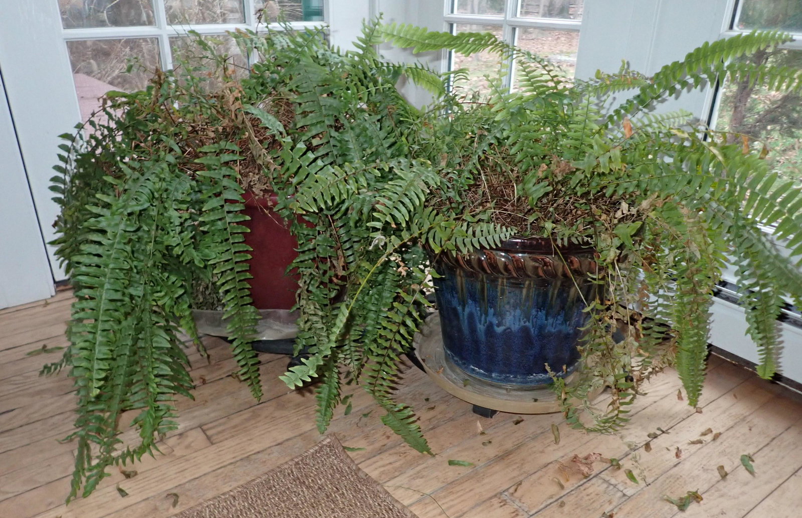 2 Pottery Planters with Ferns (1 of 4)