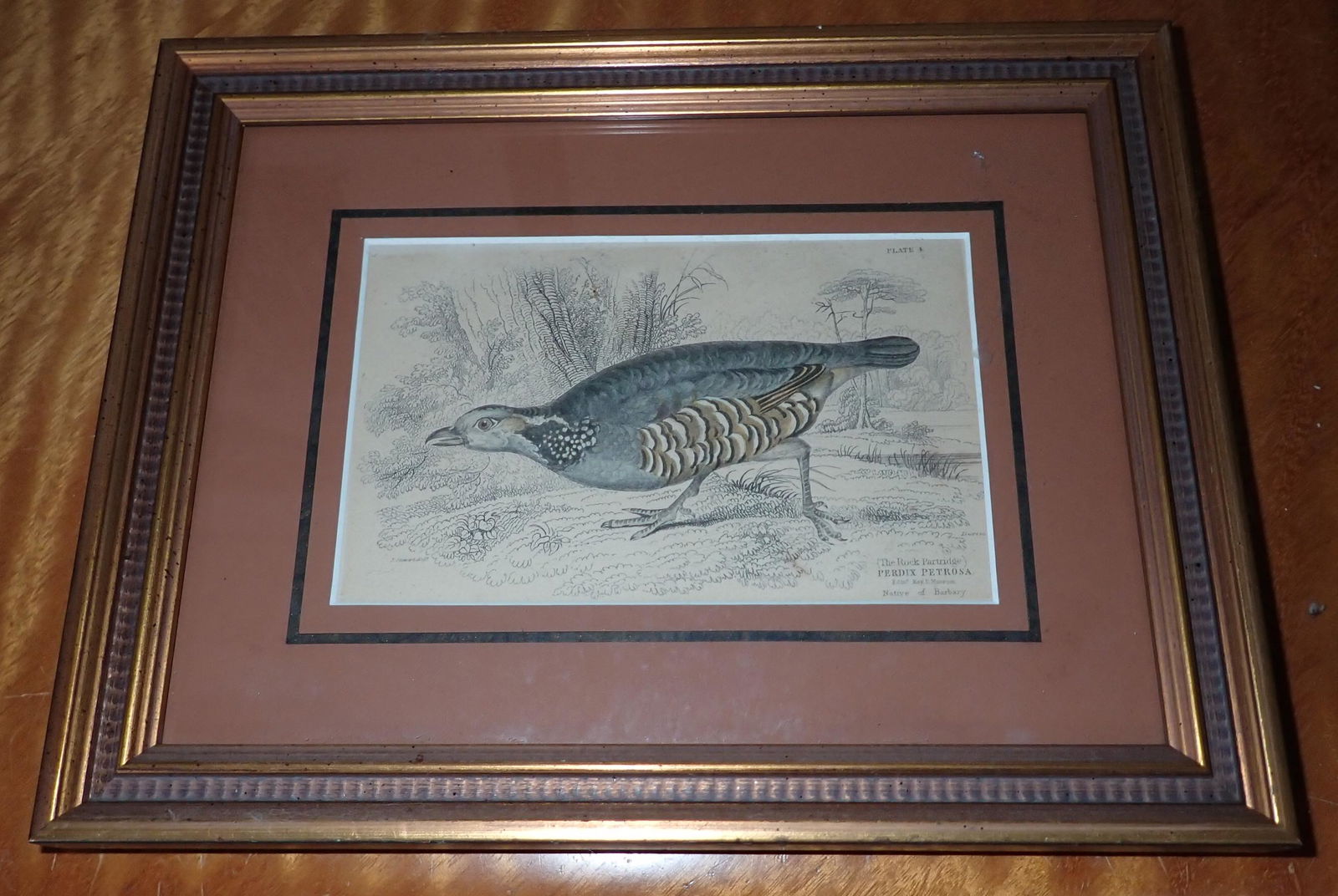 Perdix Petrosa Lizars Rock Partridge Plate 4 (1 of 6)