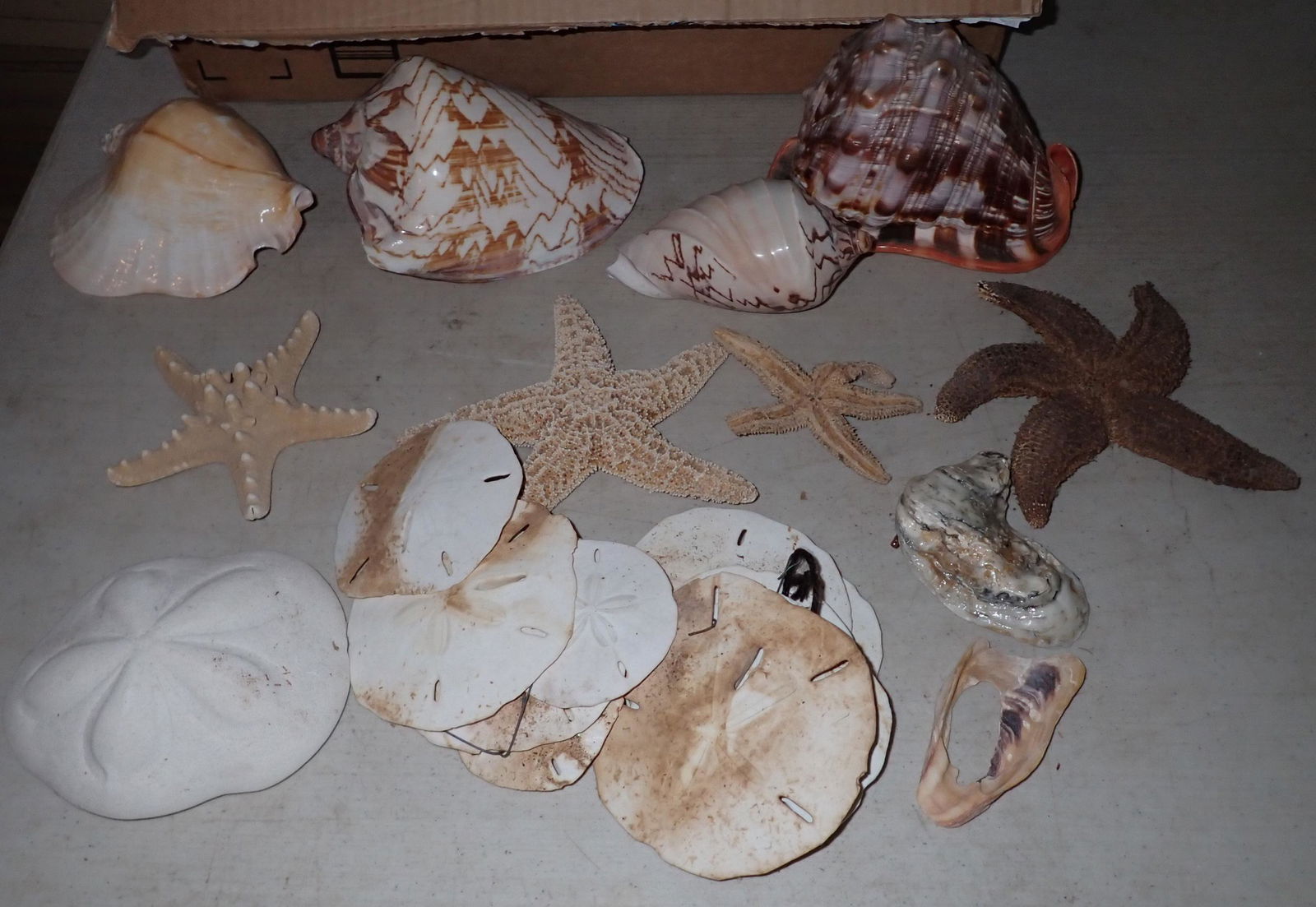 Conch Shells Seashells Starfish & Misc (1 of 4)