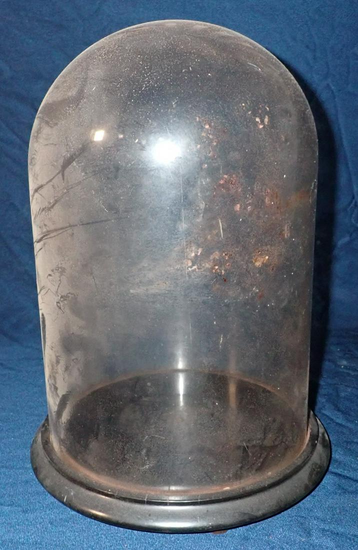 Glass Display Dome (1 of 2)