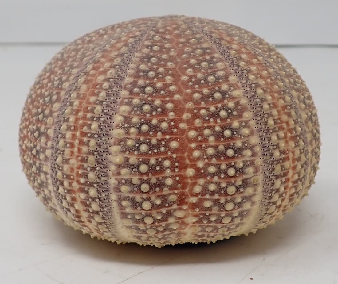 Sea Urchin Paperweight From Scottish Lock: Approx 3 1/4" in diameter