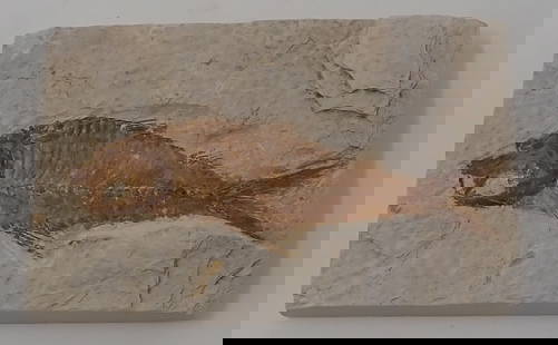 Knightia Eoceana Freshwater Herring Fossil: Approx 3 1/2" x 5 1/4" x 3/4"